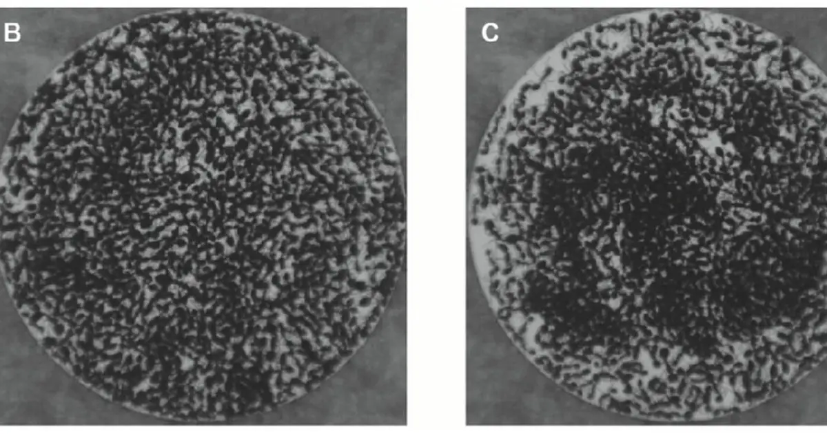 Ripples in fire-ant collectives suggest motions are driven by neighbor alignments