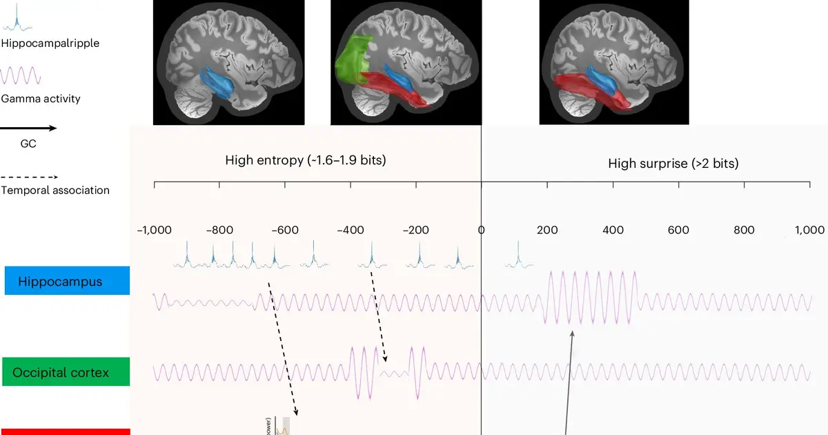 Ripples of activity in the hippocampus prepare the brain for surprising events