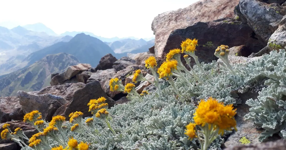 Rising species numbers on Europe's mountaintops may mask increasing losses of high-elevation plant specialists