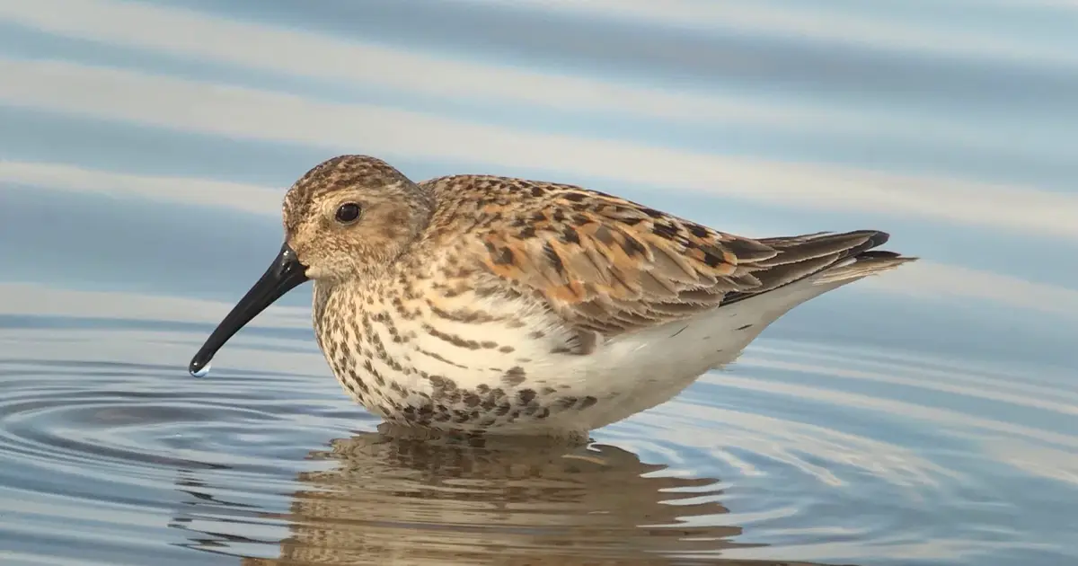 Rising storm floods are washing away wader nests—artificial eggs and incubation should only be last resort