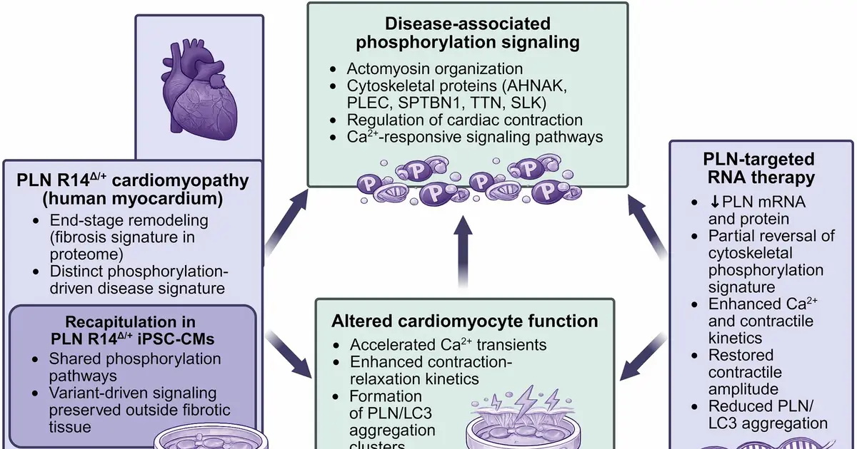 RNA therapy for genetic heart failure moves closer to patients after lab gains