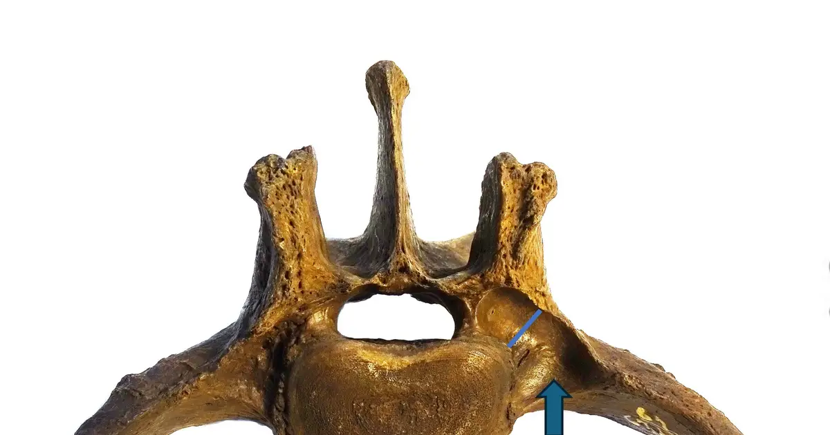 Saber-toothed cats' spinal tumors suggest inbred species struggled to survive