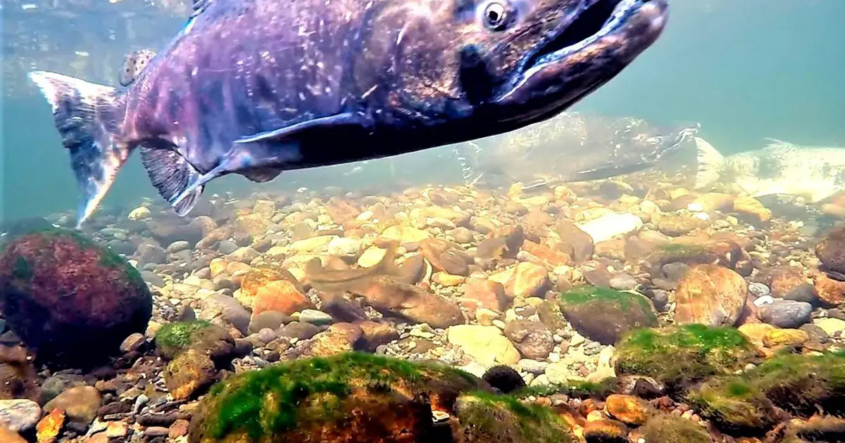 Deadly droughts and floods wipe out young California salmon en route to Pacific