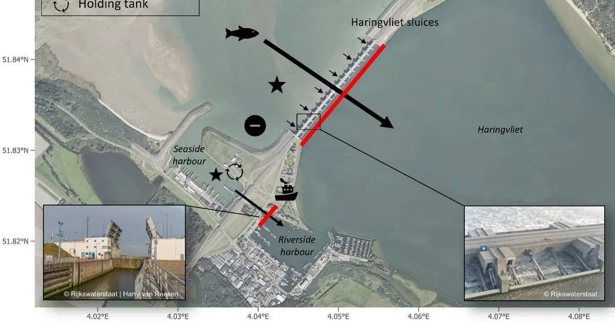 Narrow time windows shaped passage for salmon, trout and lamprey at Haringvliet sluices, 18-year analysis shows