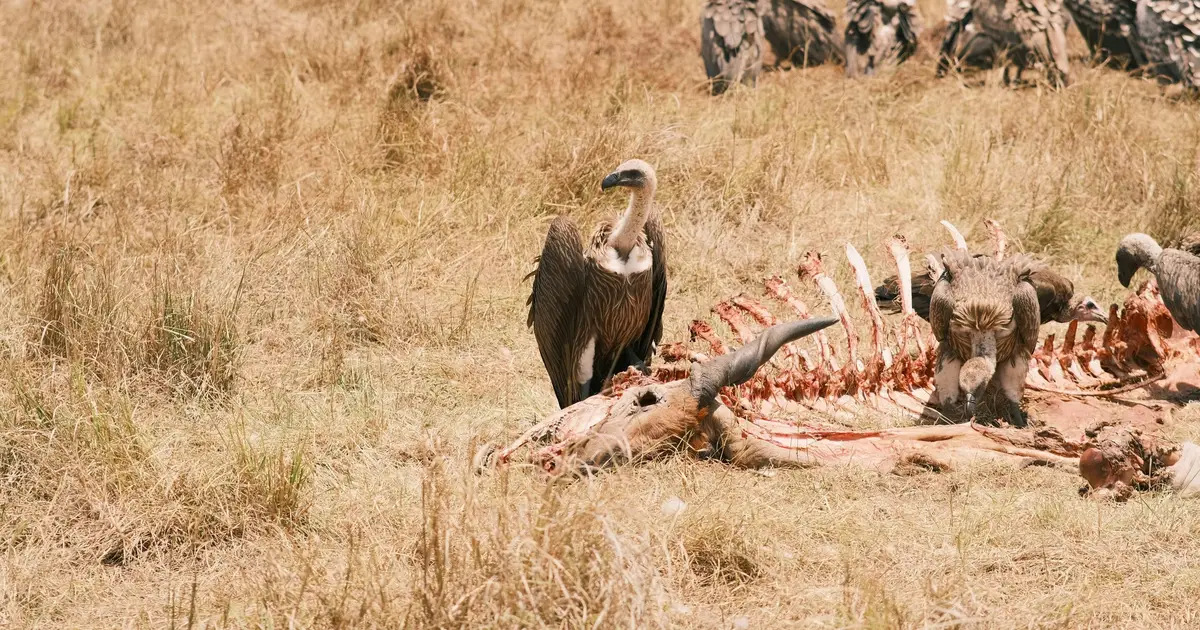 Australian scavengers don't just eat everything and slink away. They approach a carcass like a buffet