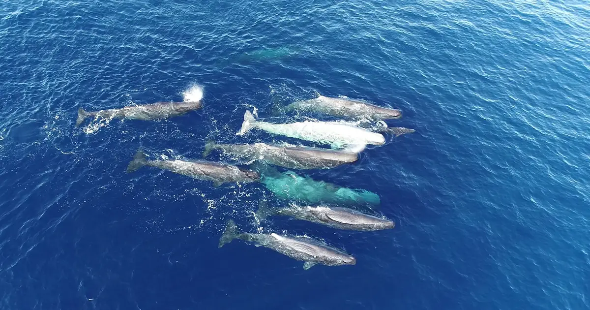 How sperm whale vocal dialects evolve as they adopt new calls while still remembering the old