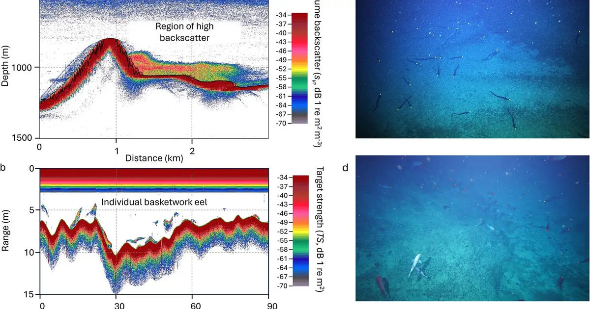 Scientists count more than 2 million eels on one underwater mountain