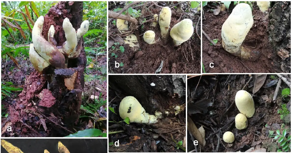 Scientists discover 'D-rex', a giant fungus from Chinese forests whose unique lineage dates back 65 million years