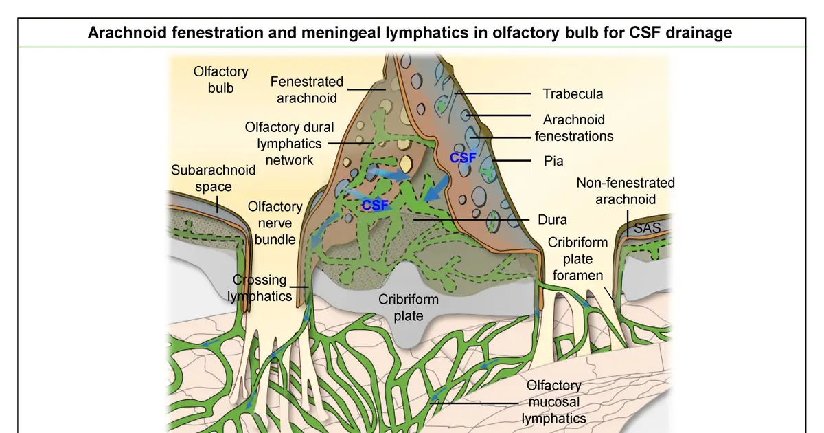 Scientists discover hidden gateways that allow the brain to clear waste
