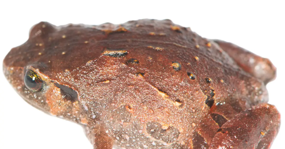 Seven new diamond frog species reveal Madagascar's hidden amphibian diversity