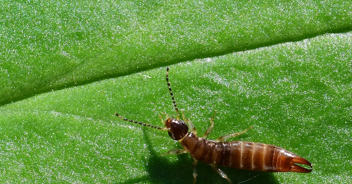 Scientists dispute hypothesis that climate change will unleash massive agricultural pest populations