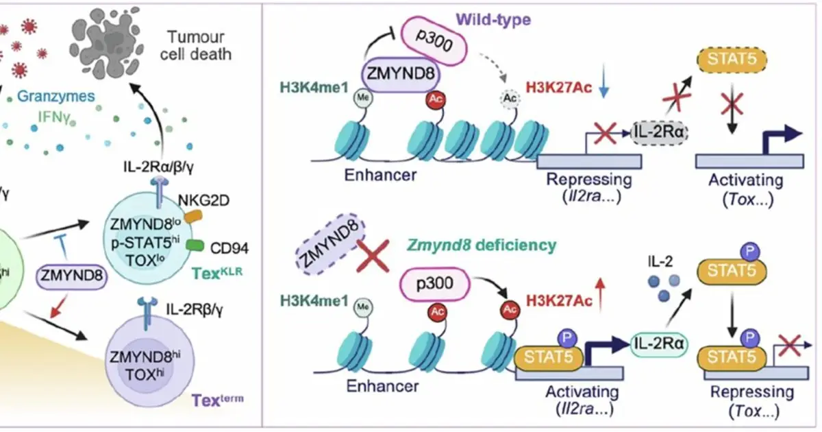 Scientists find the gene that drives T-cell exhaustion, revealing new strategy to improve immune responses