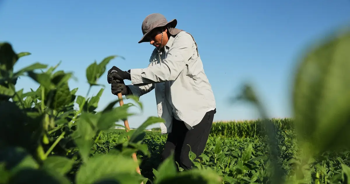Scientists hope deeper-rooted soybeans can withstand climate extremes and store more carbon