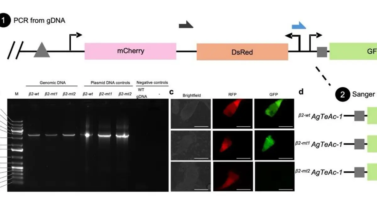Scientists map genetic switches on mosquito reproductive genes, advancing tools to fight disease