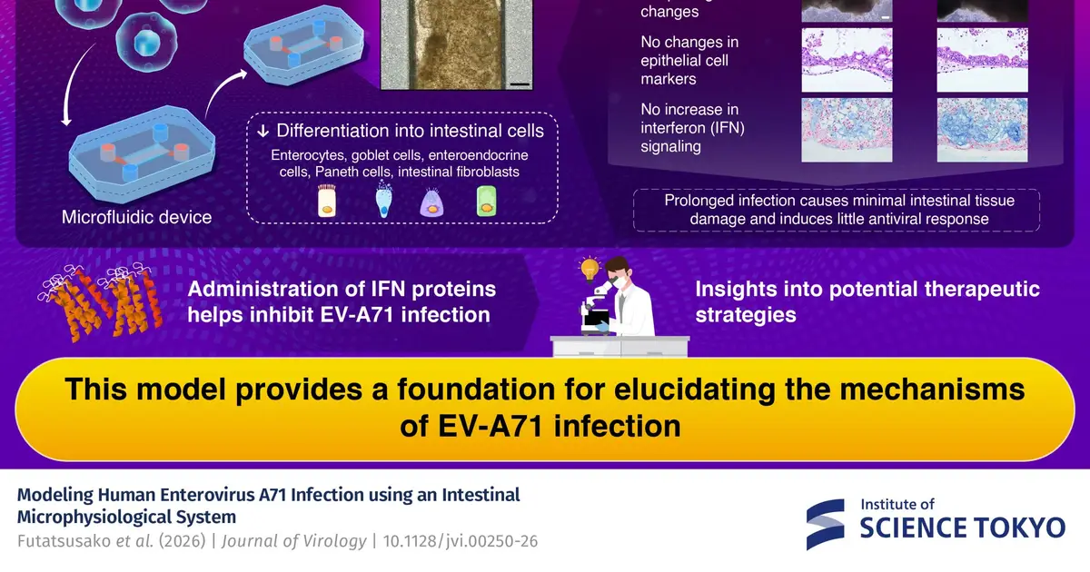 Scientists recreate enterovirus infection in a new model of the human intestine