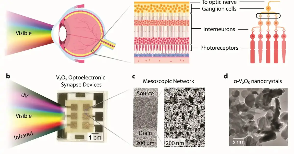 Optoelectronic synapse shows exceptional photoresponse for neuromorphic vision