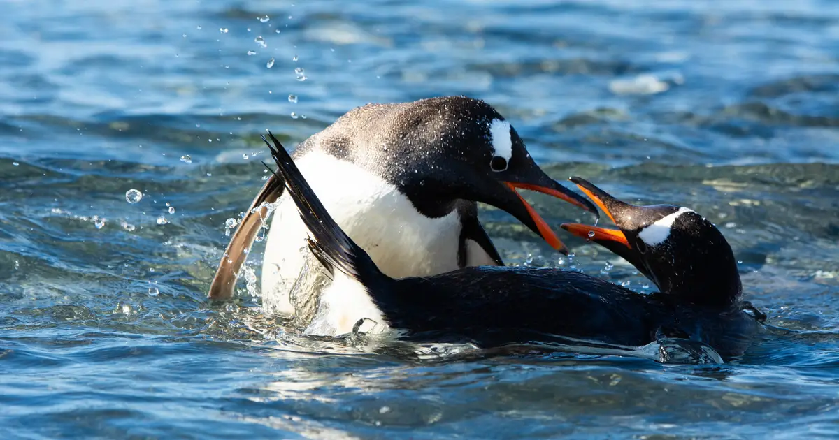Scientists split gentoo penguins into four species, one totally new to science