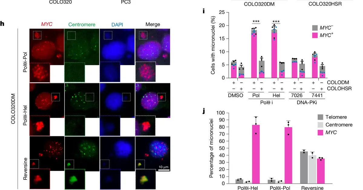 Cancer's 'rogue DNA' relies on two proteins to prevent and repair breaks