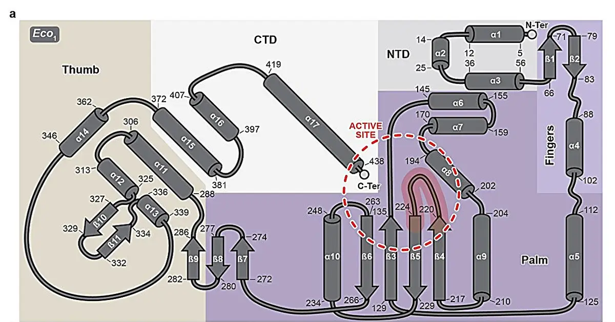Bacterial antiviral defense suggests ancient link to human chromosome protection
