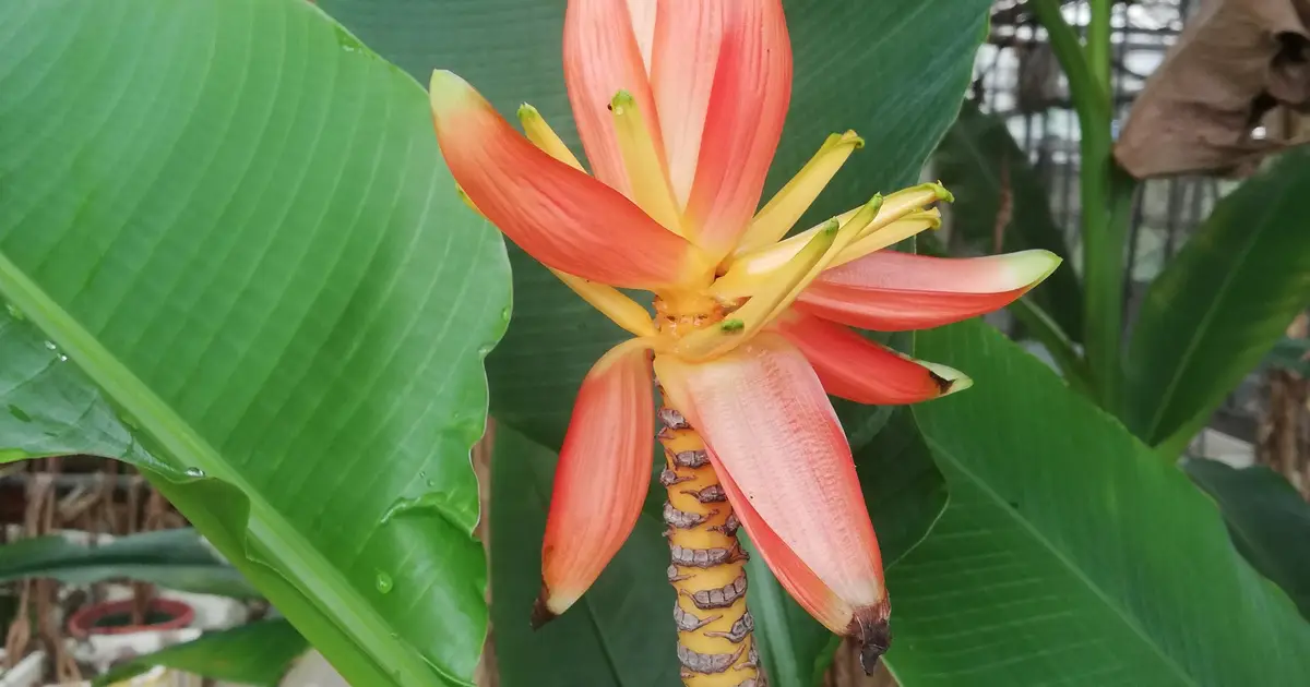Scientists unlock 'ancestral code' of banana family