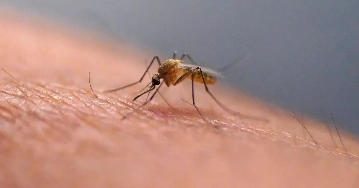 Scratching that bug bite might feel good at first but science explains why it's a bad idea