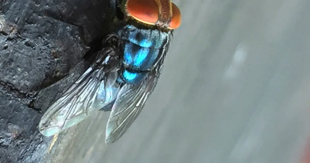 Screwworm fly detected in Texas decades after cattle threat was largely eradicated in US