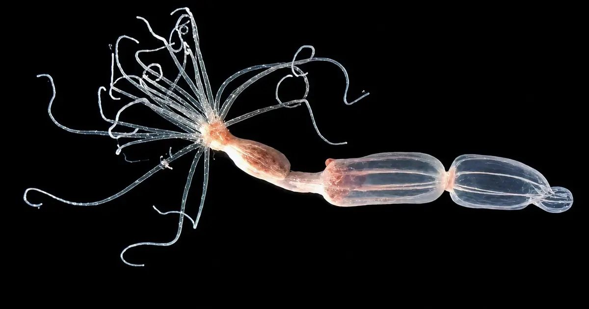 Sea anemones reveal antiviral defense that reverses human immune playbook