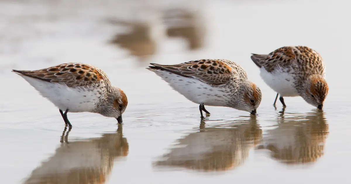 Sea-level rise could squeeze shorebirds out of critical coastal habitat, researchers find