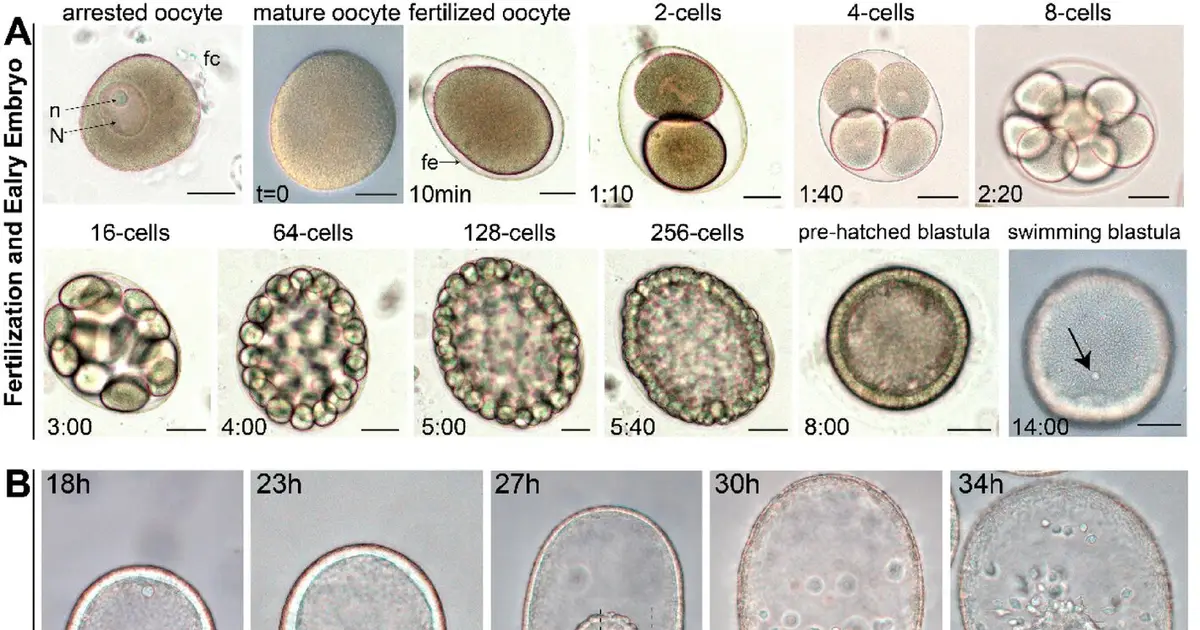 Sea stars offer rare view of how embryonic tubes become complex organs