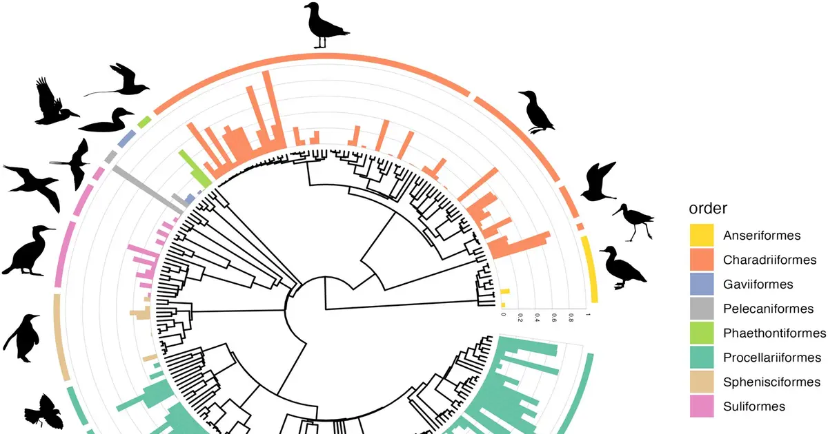 Seabird family tree predicts which species accumulate plastic better than diet, global analysis finds