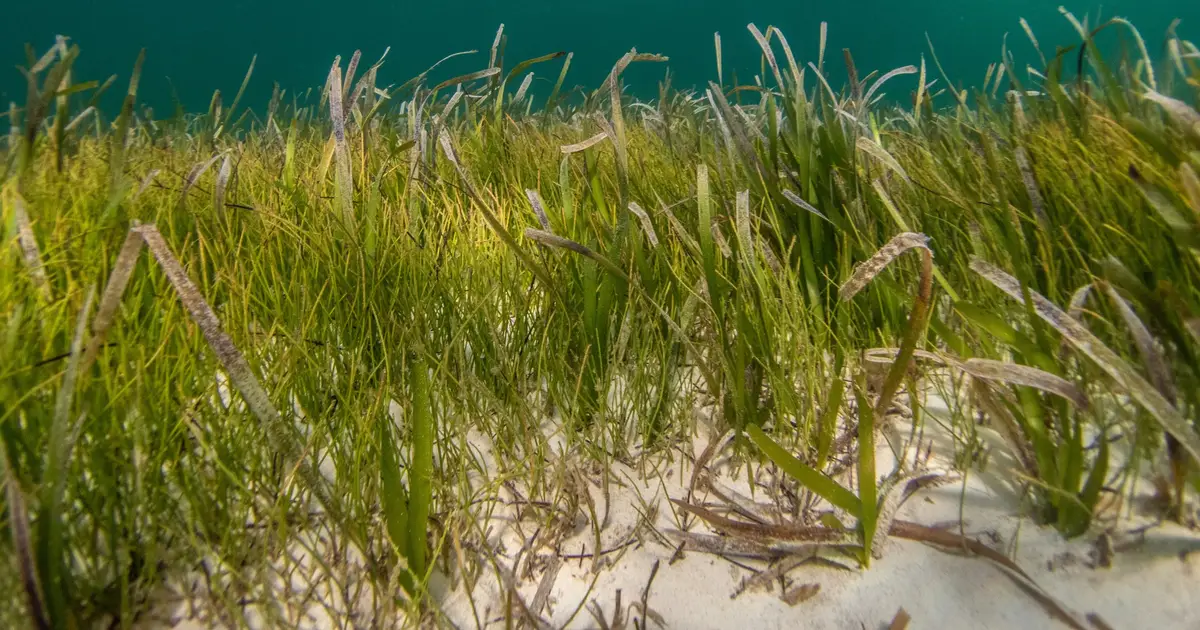 Beneath seagrass meadows, a shift in warming seas could decide which underwater habitats survive