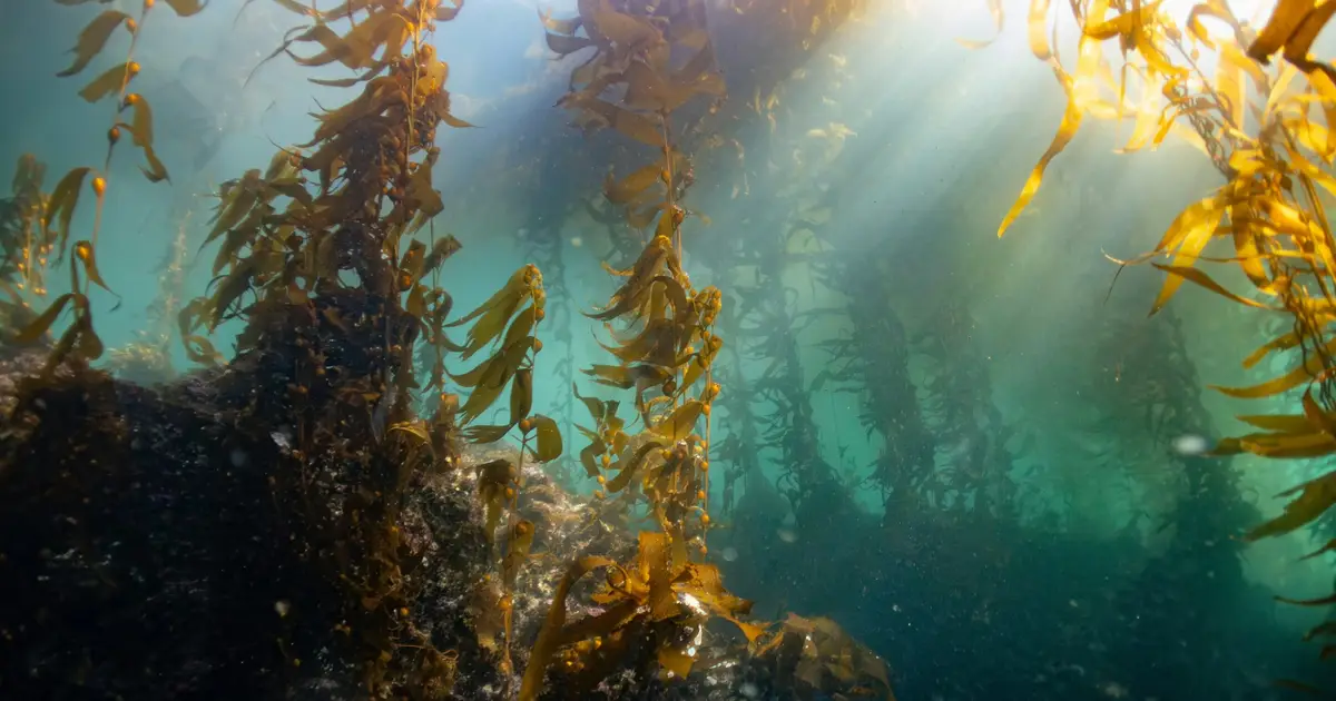 Heat is destroying Australia's underwater forests. Seaweed biobanks could help save them