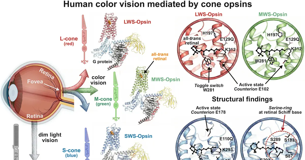 Secrets of how we see color revealed at the molecular level