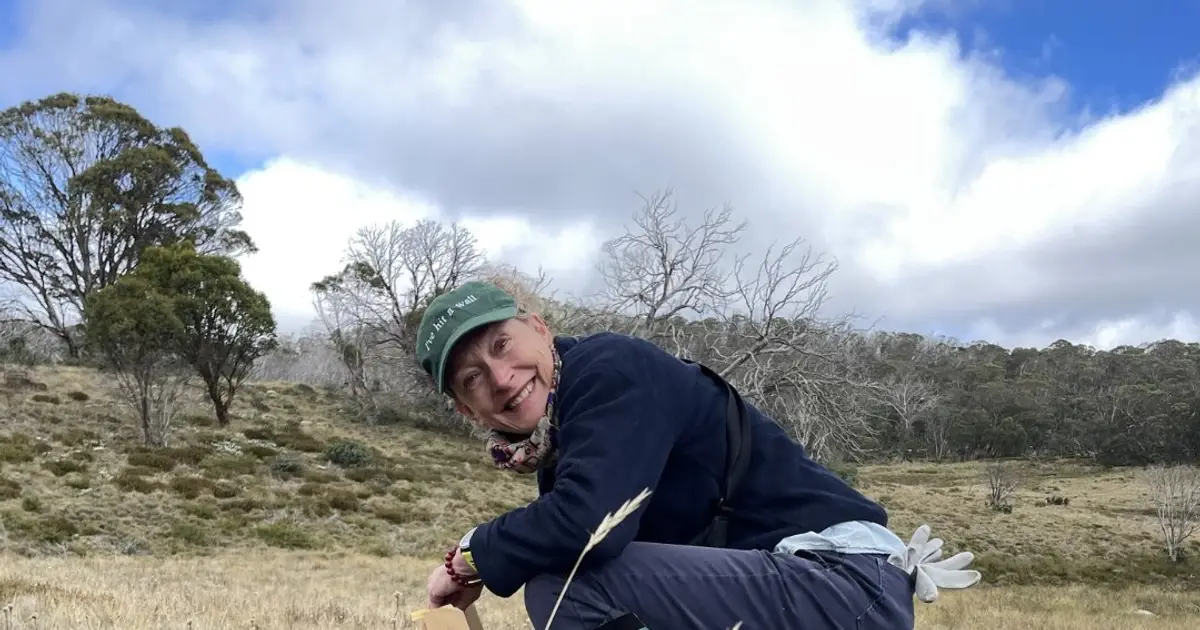 Seeds under pressure: New study reveals how climate change threatens Victoria's alpine plant populations