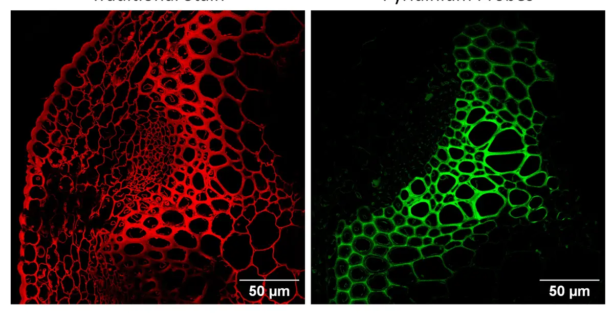 Fluorescent probes offer sharper view of plant tissues