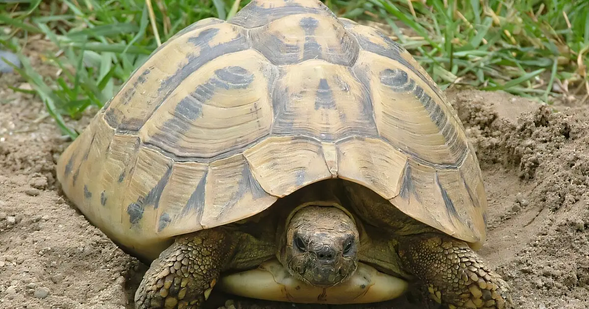 Self‑destructive behavior among Hermann's tortoises on a Macedonian island is leading to 'demographic suicide'