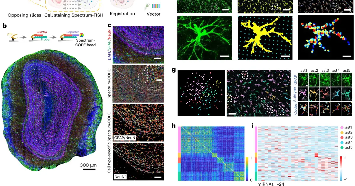 Nanoneedle arrays map RNA in fresh tissue without sequencing or amplification