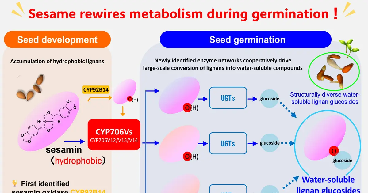 Sesame dynamically rewires lignan metabolism during germination