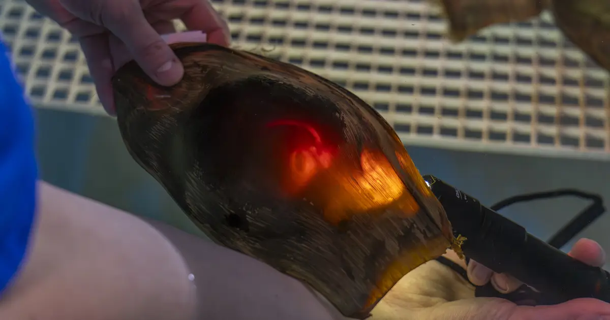 Aquarium sends shark eggs to bolster wild populations