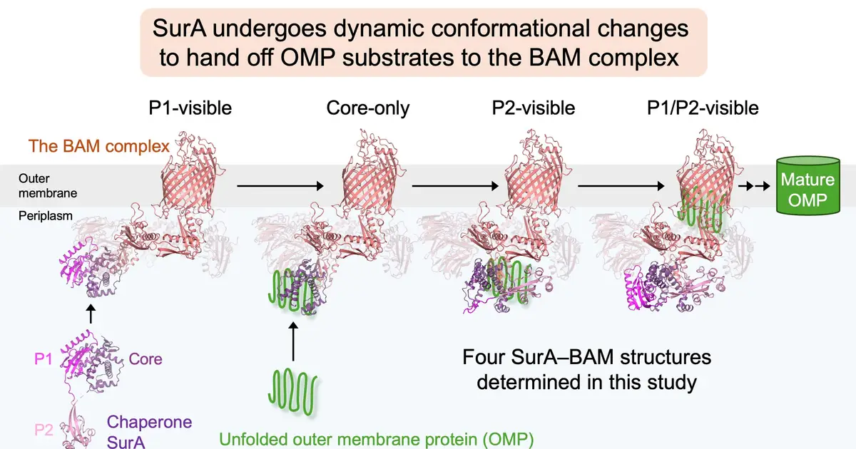Molecular snapshots reveal how bacteria assemble outer membrane proteins