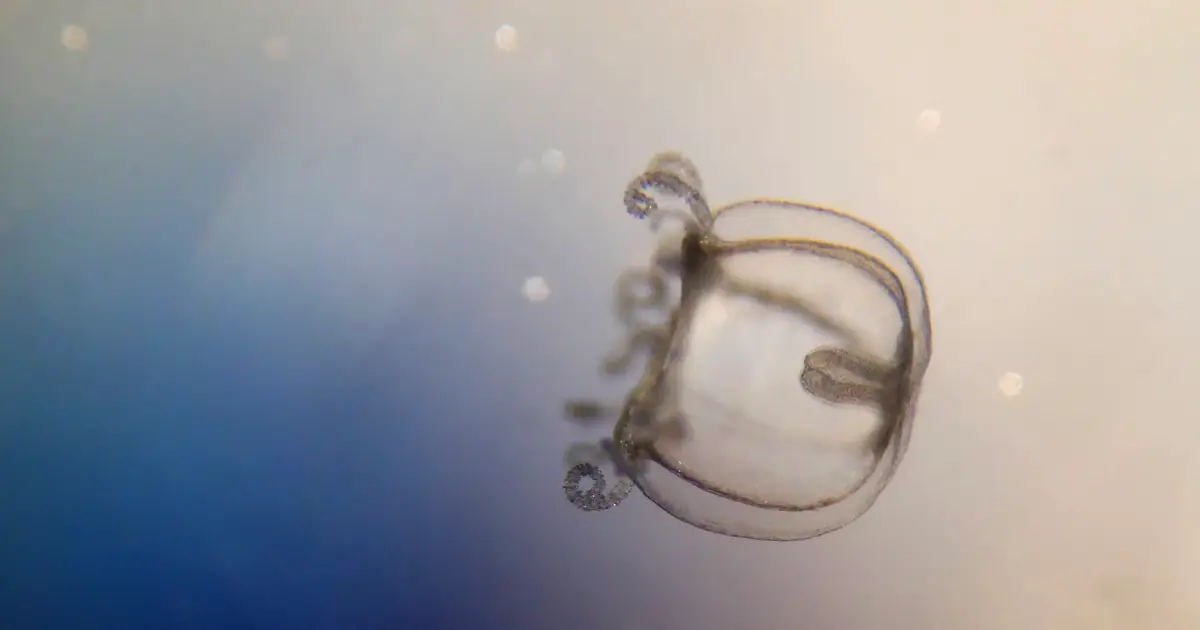 The 'silent' invasion of a widespread freshwater jellyfish across Europe