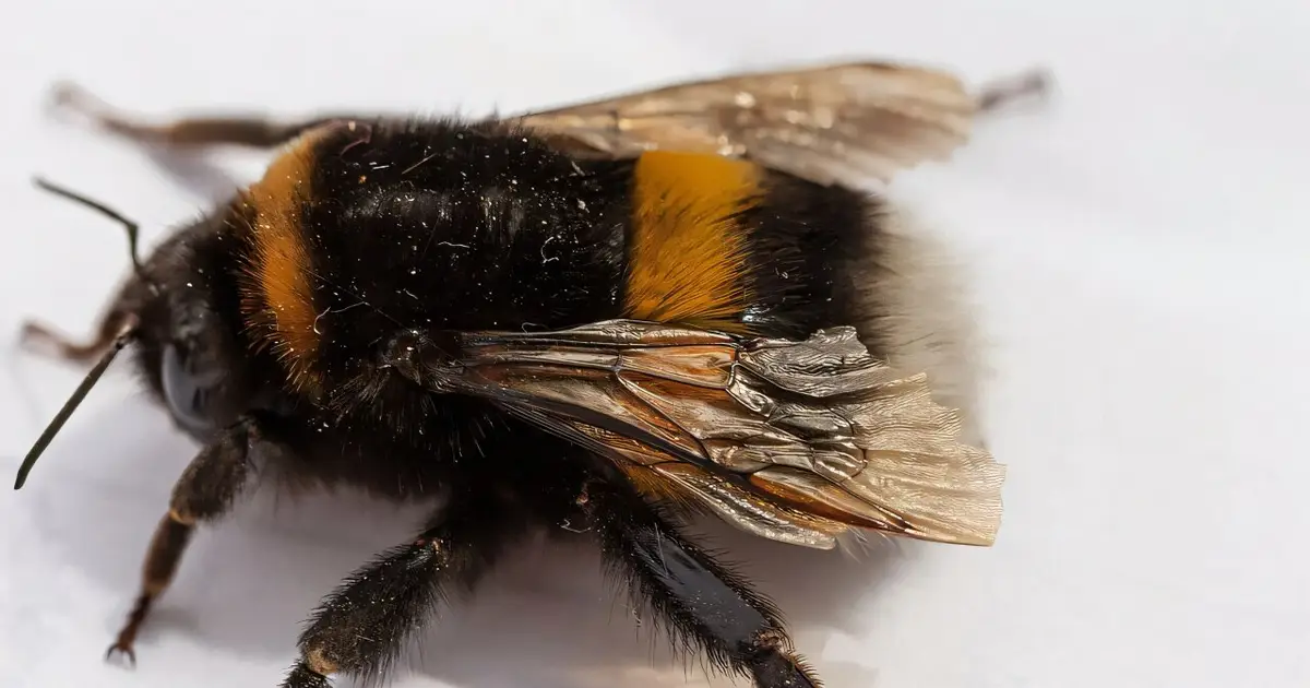 Since the 1980s, climate change has increasingly altered European bumblebee habitats