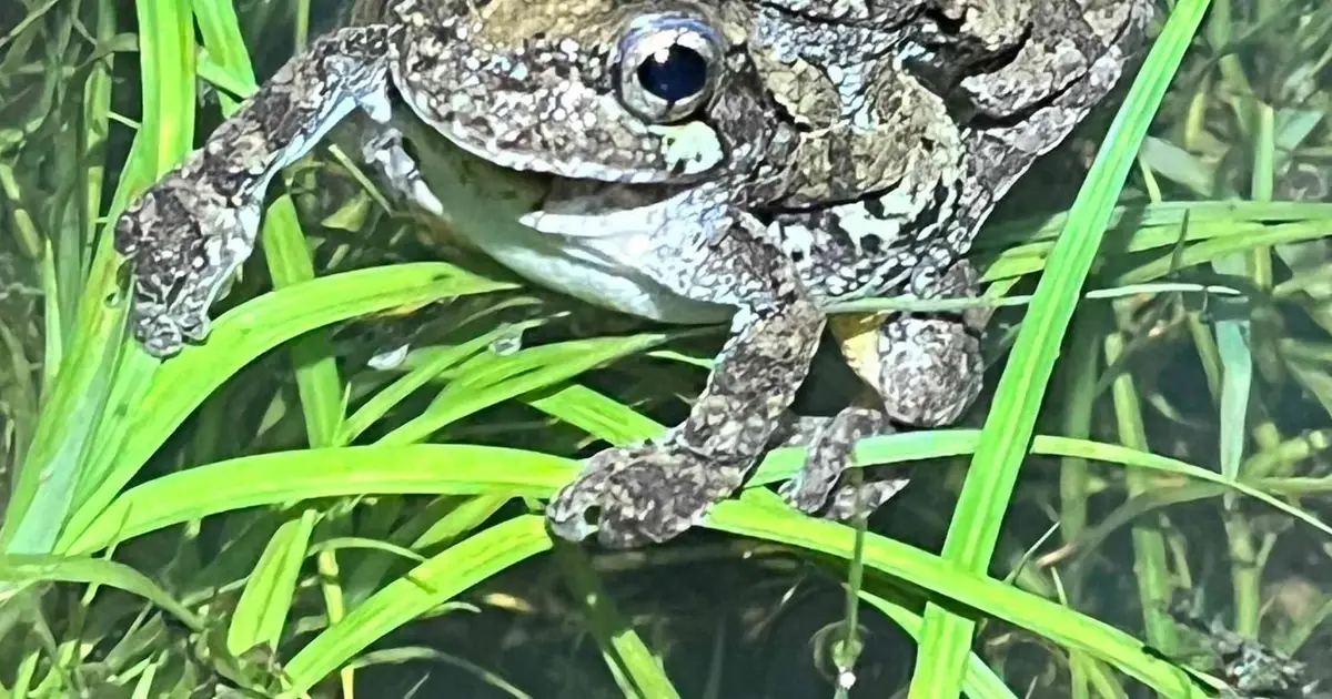 Too many males to choose from can overwhelm female frogs—and change who gets to mate