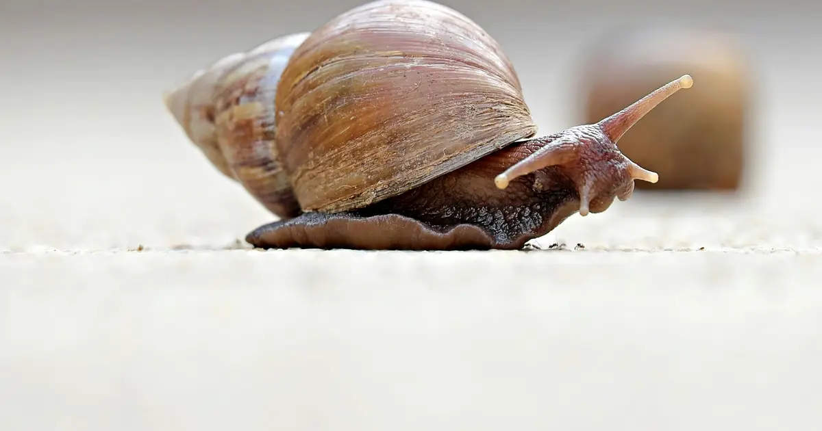 Can research gleaned from a hibernating snail save a human heart?