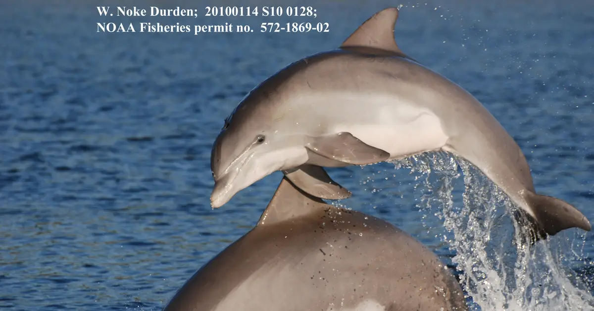'Snooping' on dolphins offers acoustic clues to hotspots for food and friends