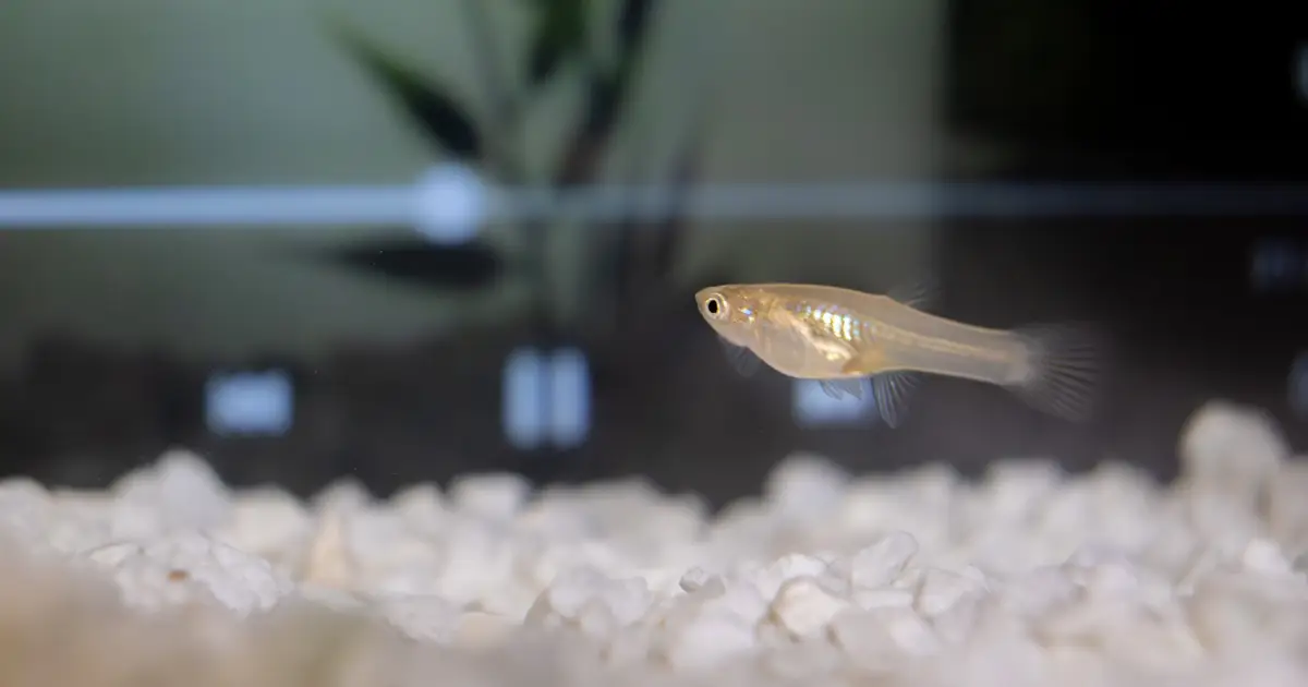 Real-time fish interaction enlarges young guppy brains, while screen time falls short