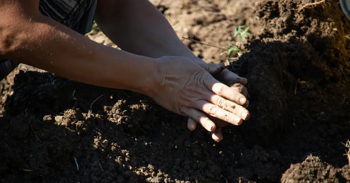 Replanted landscapes can look restored while soil fungi still lag behind