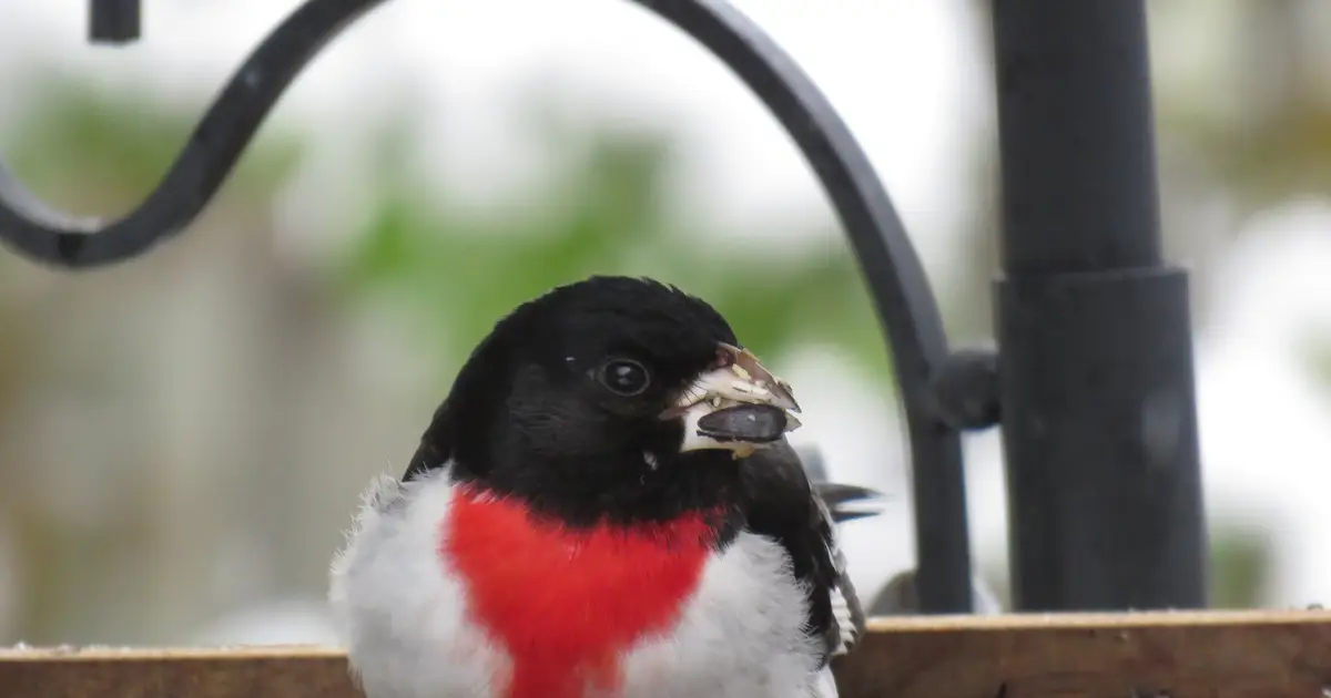 Songbirds may have developed sharper senses to de-husk seeds