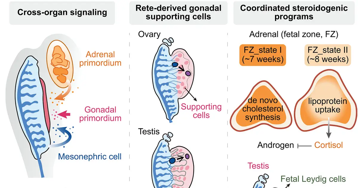 Spatial mapping reveals how human urogenital organs codevelop during organogenesis