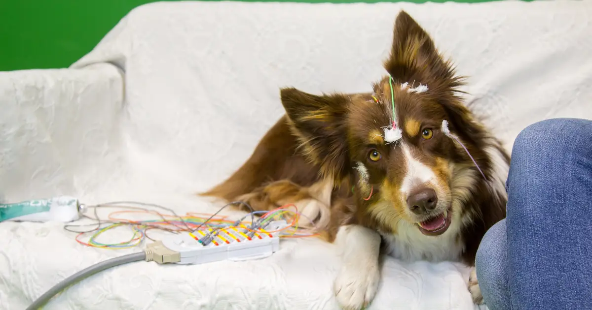 Dog brains track consonant patterns in speech, a first outside humans